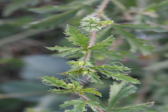 Tragia cannabina